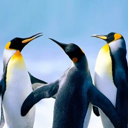 The Penguin 图标